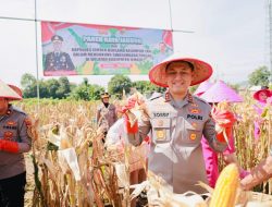 Gelorakan Swasembada Pangan Kapolres Jember Ikut Panen Raya dan Tanam Jagung di Lojejer