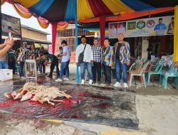 Dihadiri DPP PKN dan DPD I PKN Sumut, DPD II PKN Langkat Sembelih 2 Ekor Lembu dan 200 Ekor Kambing di Idul Adha 1446 H 
