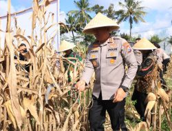 Polres Malang Panen Raya Jagung Dukung Ketahanan Pangan Nasional