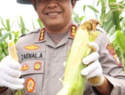 Kapolresta Barelang Hadiri Panen Raya Bersama Kelompok Tani di Galang