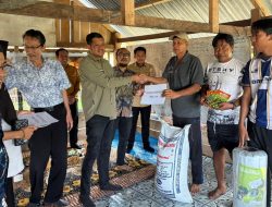 Budidaya Cabe Rawit di Pinrang Jadi Strategi Pemerintah Kendalikan Inflasi dan Tingkatkan Kesejahteraan Petani