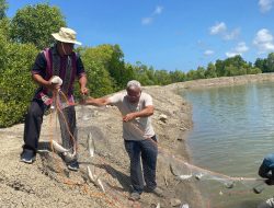 Pemkab Malaka Panen Perdana Ikan Bandeng di Tambak Dinas Etuwain