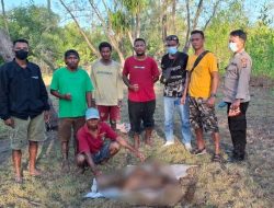 Polsek Malaka Barat Respons Cepat Temuan Mayat Tanpa Identitas di Pantai Abudenok