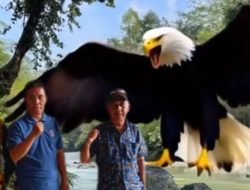 Rajawali Purwakarta Menguji Ketegasan: Klarifikasi Bupati dan Urgensi Penegakan Hukum dalam Kasus Dana PIP