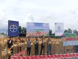 Koramil 1315-04/Tibawa Dukung Program Ketahanan Pangan Melalui Panen Raya Jagung DEKALB