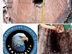 RAJAWALI Desak Mabes Polri Turun Tangan Usut Tuntas Ilegal Logging di Bengkayang