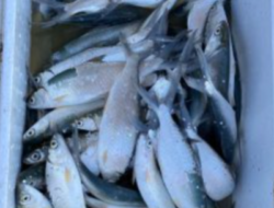 Swasembada Pangan Dimulai dari Tambak: Malaka Jadikan Lahan Pemerintah Penghasil Ikan untuk Masyarakat