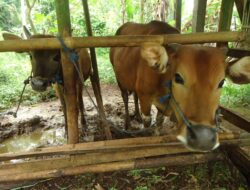 Inovasi Zero Waste: Jerami Padi Jadi Solusi Pakan Hadapi Alih Fungsi Lahan