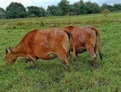 Dinas Peternakan Malaka Canangkan Program Tata Laksana Padang Penggembalaan Terpadu
