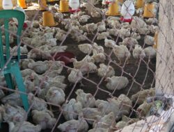 Desa Lakekun Barat Genjot Sektor Pertanian dan Peternakan, Wujudkan Kemandirian Pangan