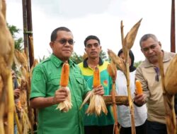 Panen Jagung di UPTD Dinsos, Gubernur NTT Tegaskan Air dan Konsistensi Jadi Kunci Produktivitas
