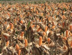 Polri Bersama Petani Jagung Tuban Bersiap Sambut Kehadiran Presiden RI pada Panen Raya