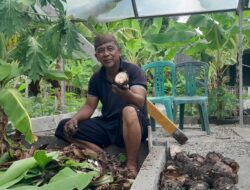 Kades Hayahaya Terima Pesanan Sebanyak 1.500 Bibit Pisang Cavendish, Dorong Ketahanan Pangan dan Ekonomi Lokal