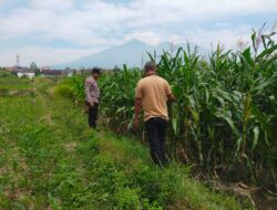 Bhabinkamtibmas Sukorejo Dampingi Petani Pantau Pertumbuhan Jagung