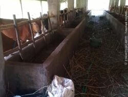 Warga OKI Tuntut Aparat Usut Dugaan Penggelapan Bantuan Sapi Desa Dabuk Makmur”