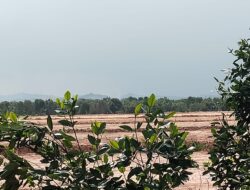 Di Balik Rencana Perumahan Rahayu 3, Mangrove Dapur 12 Terancam Hilang