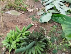 *JANGAN JADIKAN TANAH NAFAS HIDUP KAUM MISKIN SEBAGAI LAPAK PENJAJAHAN BARU: ARROGANSI BUPATI TTU DAN KEKERASAN TNI YANG MENGINJAK KEBUDAYAAN SERTA MASA DEPAN RAKYAT BIKOMI* – Oleh P.Petrus Salu,SVD ÷÷÷÷÷÷÷÷÷