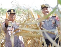 Kapolres Pohuwato AKBP Busroni Pimpin Panen Jagung Binaan, Dukung Ketahanan Pangan Nasional