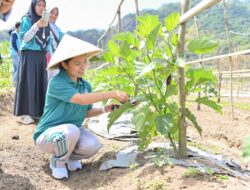 Bangun Ketahanan Pangan Keluarga, Istri Bupati Sikka Bersinergi Bersama Petani Milenial